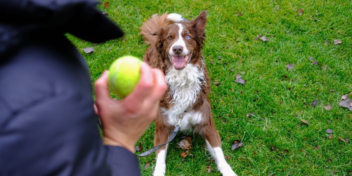 How to reward outlet a dog without treats