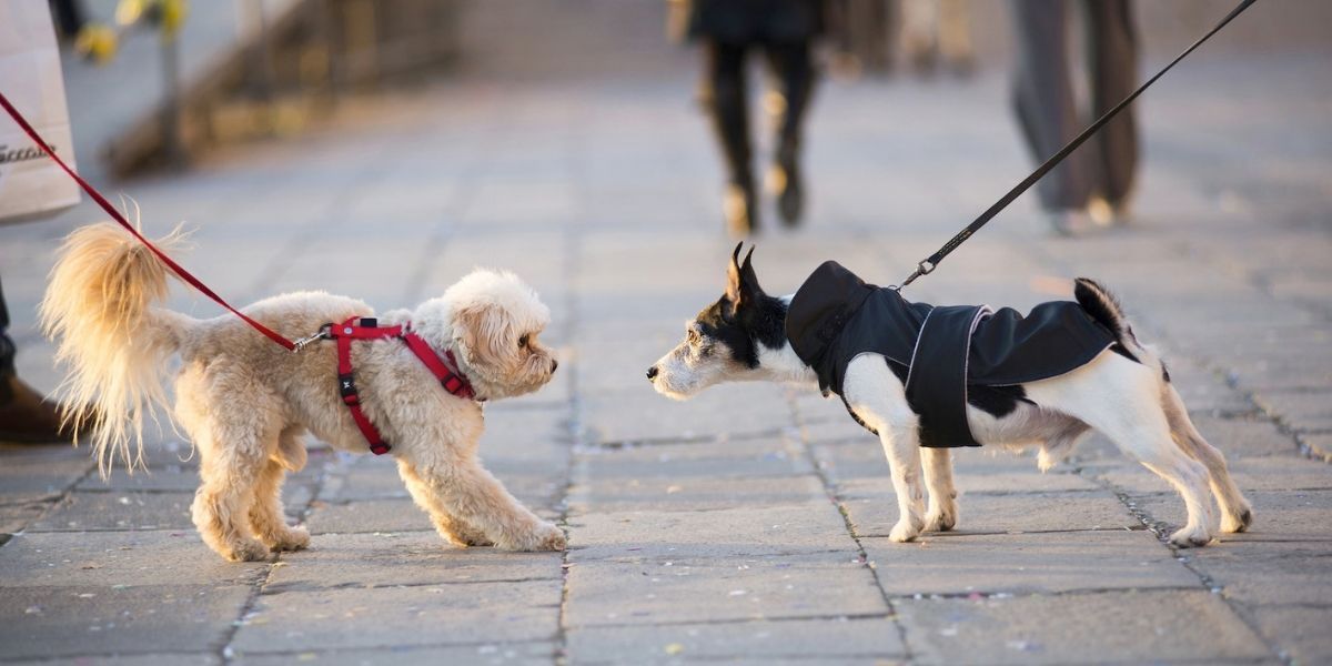 Dog not clearance on leash