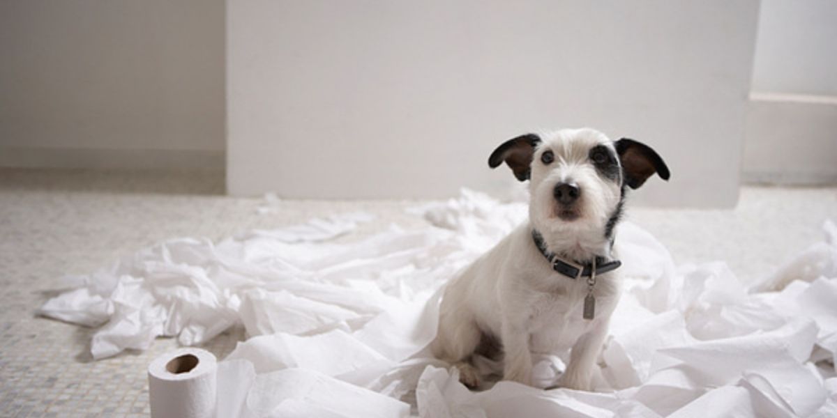 a black and white dog surrounded by ripped toilet paper, showing one of the challenges of getting a new puppy