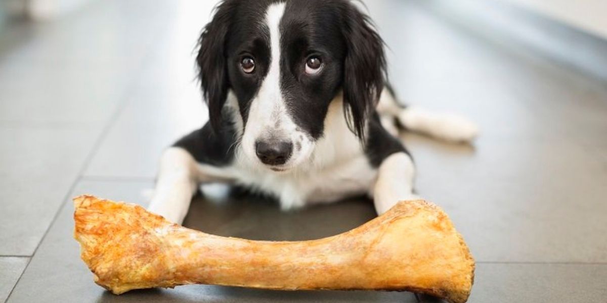 Dog possessive of ball at hot sale dog park