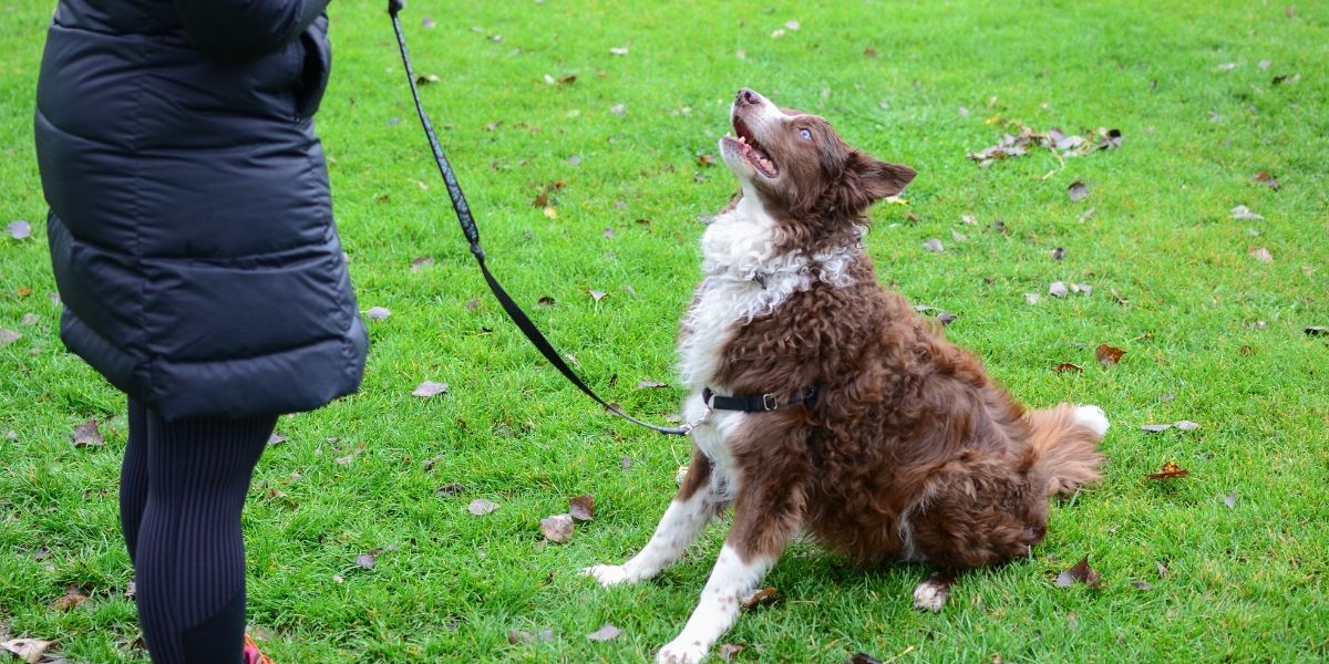 a dog owner works on training while trying to determine how to be a better dog owner