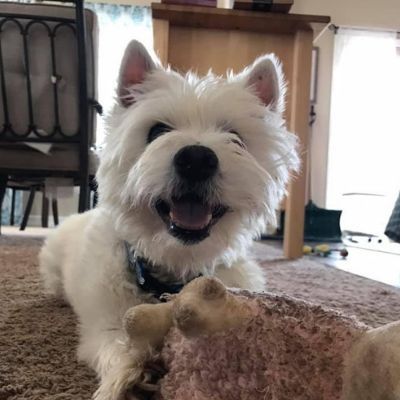 A white terrier chews on a toy after its owner read a dog training and behavior book