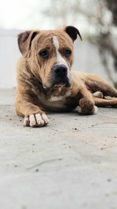 dog lying down relaxing, dog relaxation protocol