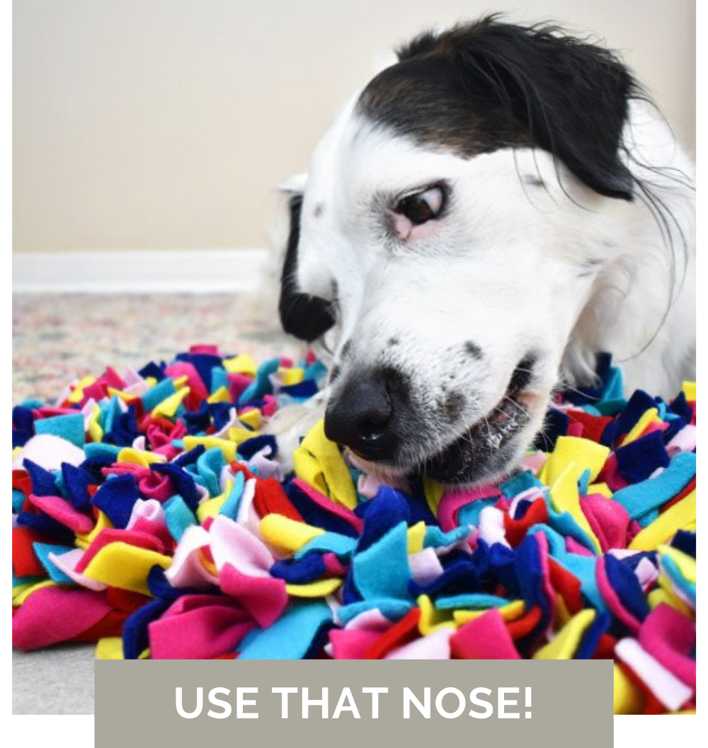 a black and white dog works on dog enrichment activities, part of positive dog training