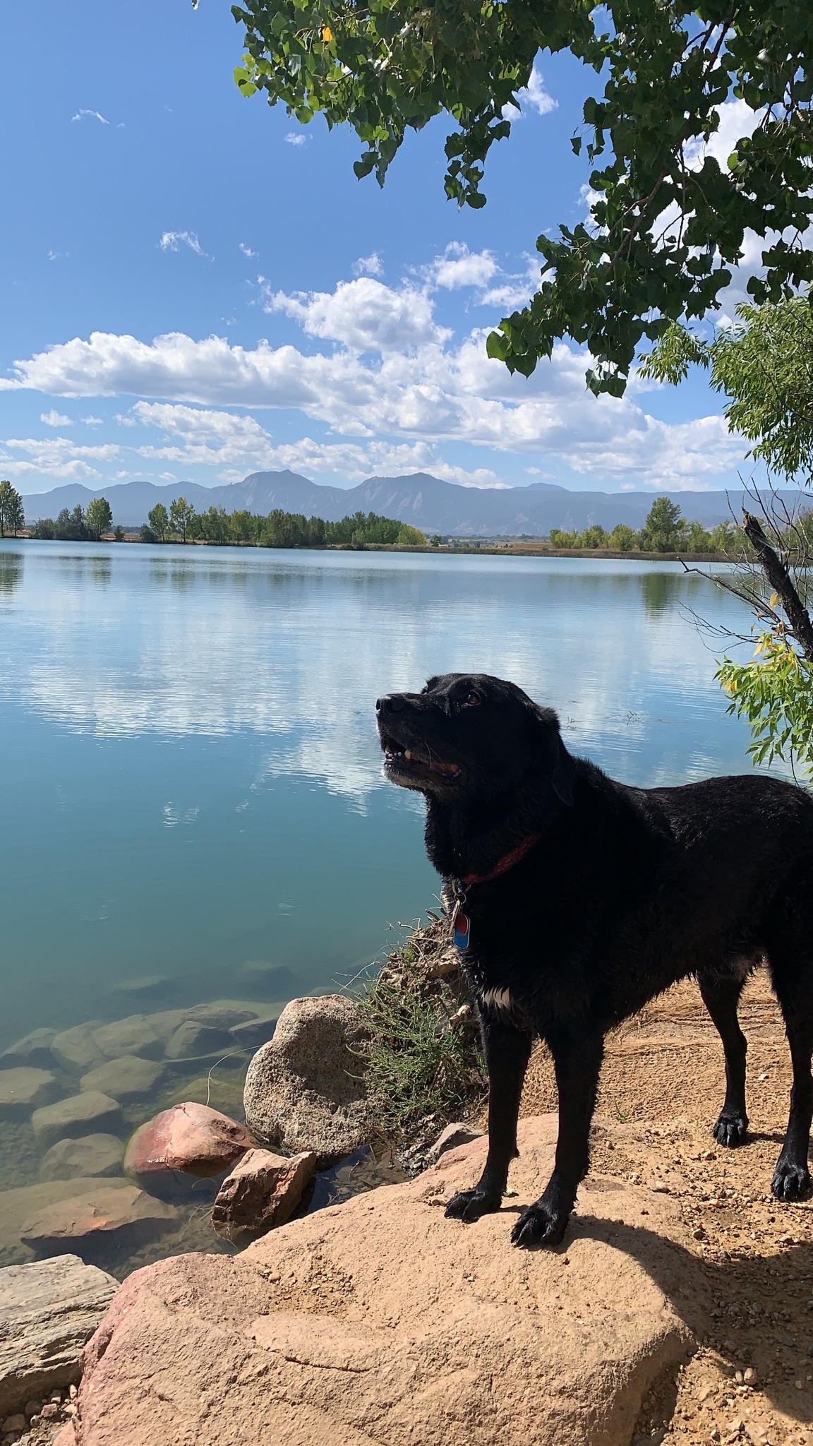 A black dog stands on a rock overlooking a lake while working with a dog behavior consultant