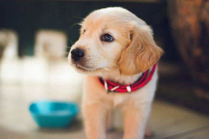 a golden retriever puppy whose owner is experiencing puppy blues