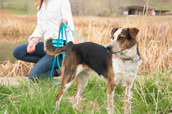 a dog stands on a leash during the dog training process