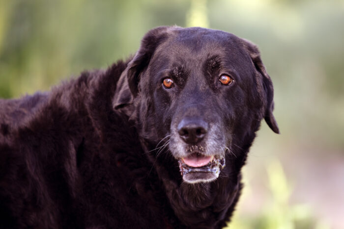 a black aging dog whose owner wants dog health tips