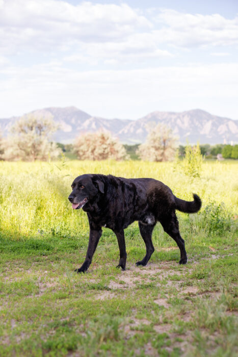 dog off leash coming to owner, keeping dog training resolutions