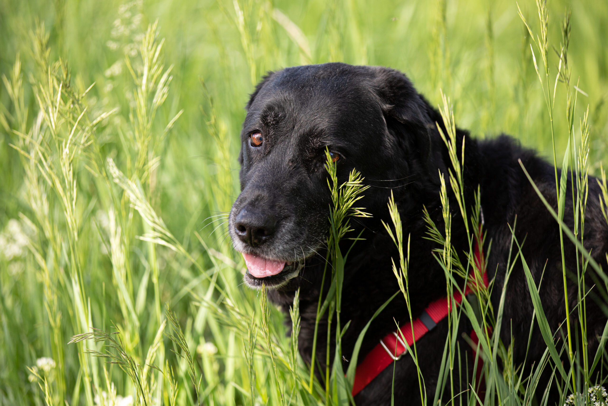 A black dog sits in green grass while its owner attends an online dog training course