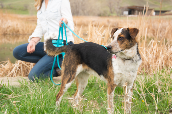 leash reactivity