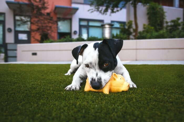 a black and white dog chews on a toy, enjoying enrichment for dogs