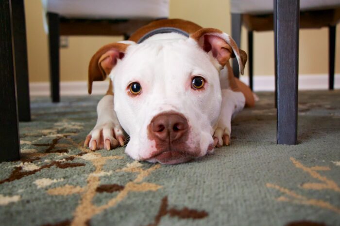 a dog lays on the carpet by himself after his owners learned how to prepare your dog to stay alone
