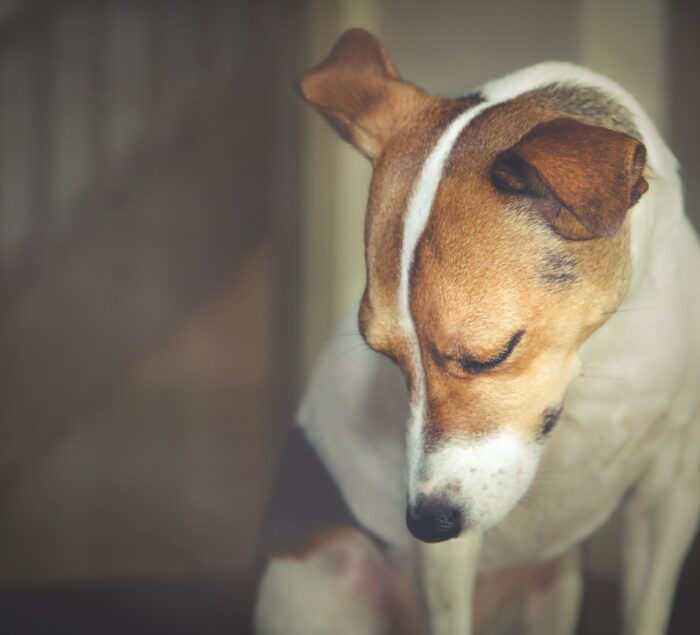 a dog looks sadly at the ground after experiencing punishment for dogs