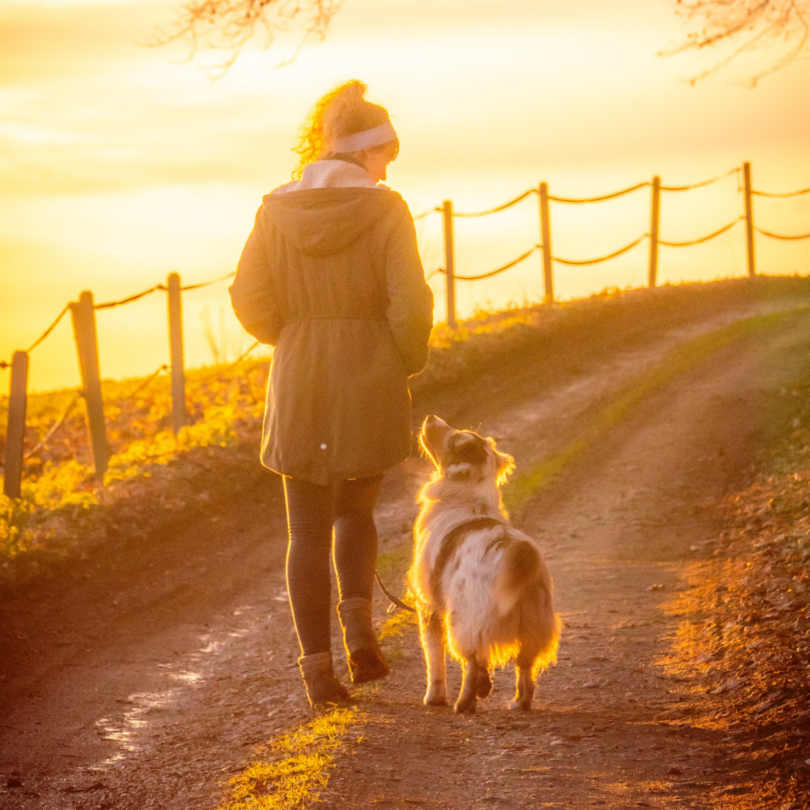a dog and trainer walk during sunset, using dog trainer secrets