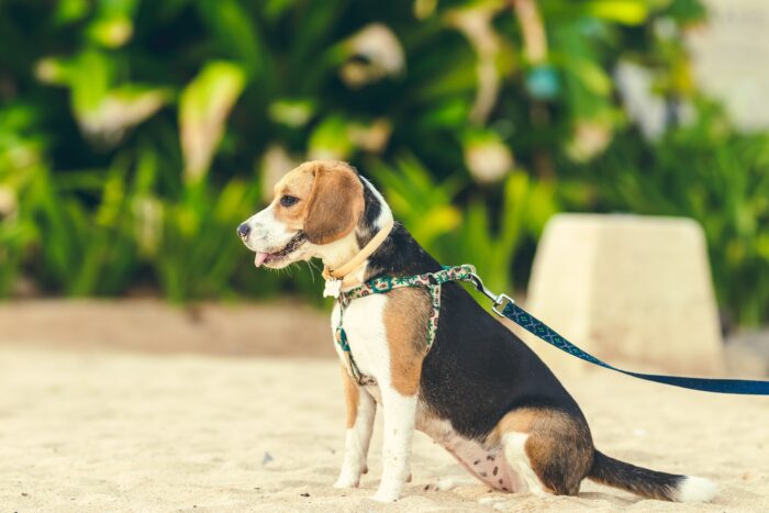 A dog sits on a leash while its owner practices being an advocate for your dog