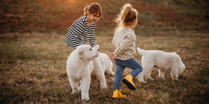 Kids and dogs play in a field together