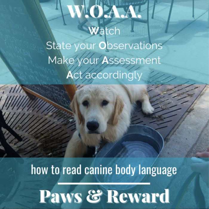 A quote from the Paws and Reward podcast about how to read canine body language for healthy dog play