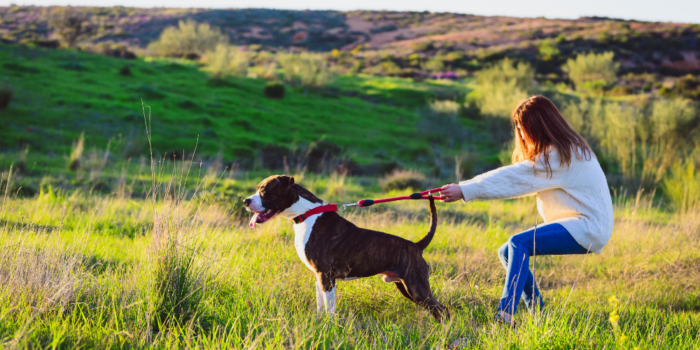 a woman struggles with controlling your dog as he pulls on the leash in a green field