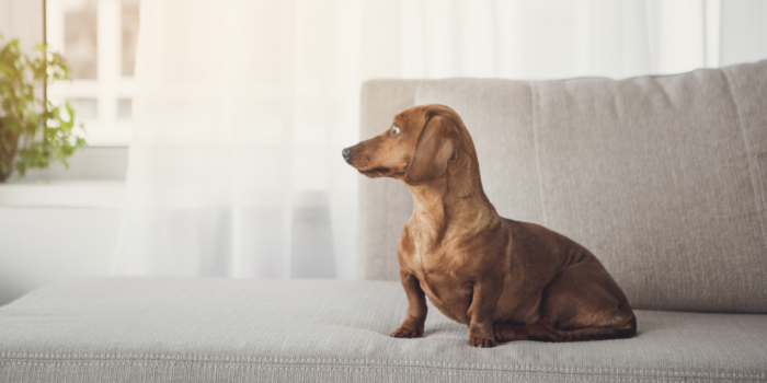 A small dog sits on a couch and looks nervously out the window, in need of dog separation anxiety training