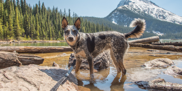 A dog stands in a stream in front of a snow covered mountain while its owner explores how to start hiking with your dog