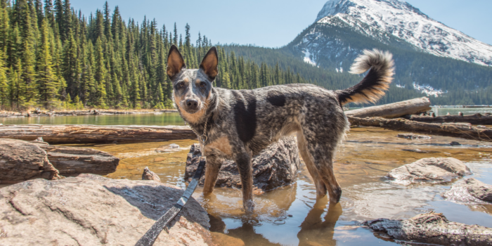 how to train your dog for hiking