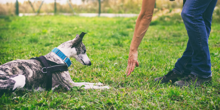 A dog trainer works on training difficult dogs