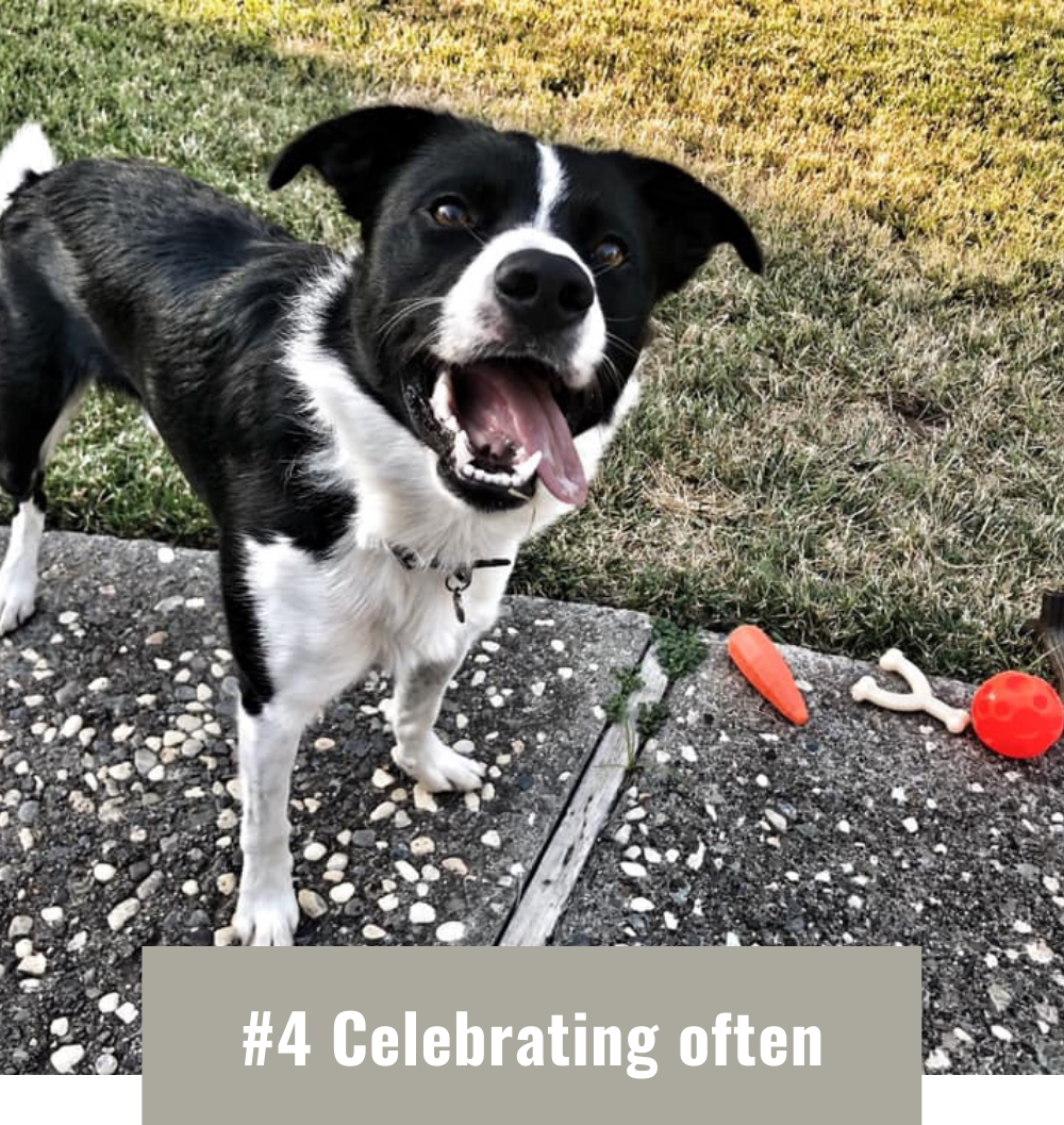 black and white dog smiling, rewarding your dog often