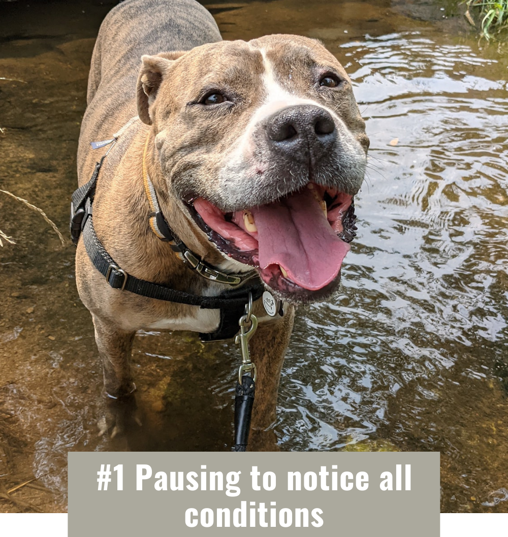 A brown and white pitbull stands in water