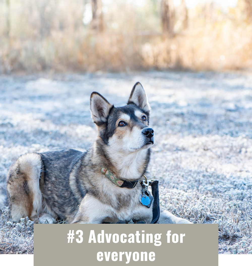 dog lying down in field, advocating for everyone