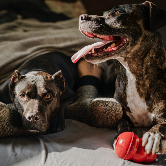 Inter dog household store aggression