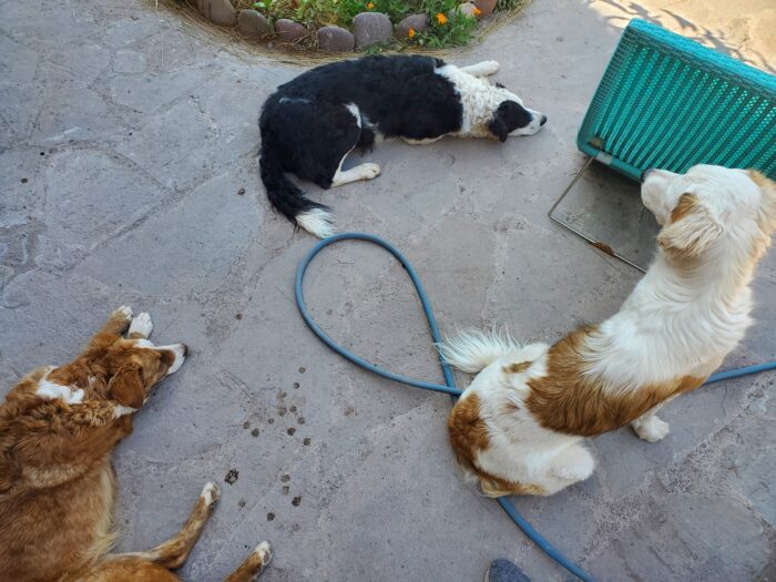 3 street dogs laying down 