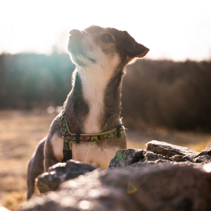 leash reactivity